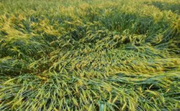 आंधी-बारिश से खेतों में तबाही, किसानों की बढ़ी चिंता Jhajjar storm damage