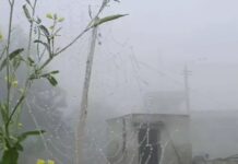 भिवानी में फिर मौसम का असर, सड़कों पर धीमी पड़ी रफ्तार Bhiwani fog