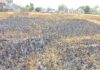 खातला गांव में गेहूं की खड़ी फसल में भीषण आग Wheat Crop Damage