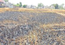 खातला गांव में गेहूं की खड़ी फसल में भीषण आग Wheat Crop Damage