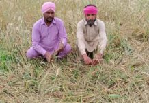 बेमौसम बरसात और ओलों की मार से खेती तबाह, किसानों की बढ़ी चिंता Sirsa weather damage