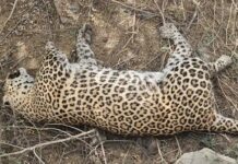 रहस्यमयी हालात में मिला जंगली शिकारी का शव, जांच शुरू Narnaul wildlife case