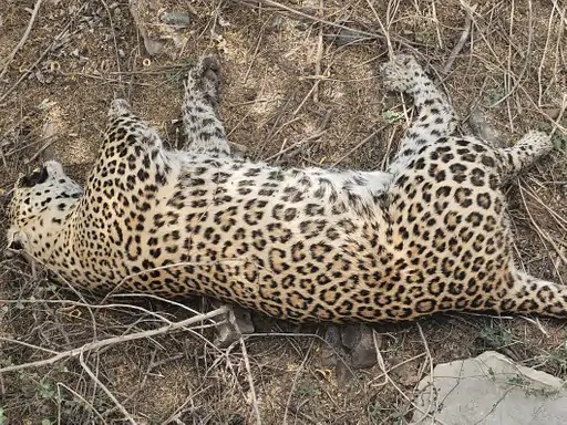 Narnaul wildlife case