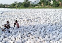 डिडवाड़ा खरीद केंद्र पर गेहूं उठान ठप wheat procurement