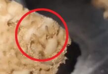 पोषण वितरण पर उठे सवाल, महिलाओं को दिए गए मिठाई पैक में निकले कीड़े Anganwadi issue