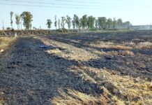 सिवानामाल में 3 एकड़ गेहूं व 29 एकड़ फाने जलकर राख wheat crop loss