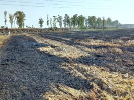 सिवानामाल में 3 एकड़ गेहूं व 29 एकड़ फाने जलकर राख wheat crop loss