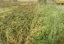 हरियाणा में मौसम की मार से किसानों को झटका, कई इलाकों में फसलों को भारी नुकसान Haryana weather damage