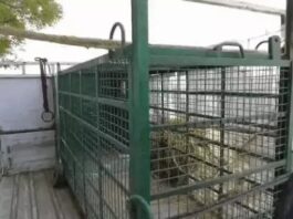 सोनीपत में खतरनाक वन्यजीव को पकड़ने की तैयारी तेज, विशेषज्ञ टीम मौके पर तैनात Sonipat leopard