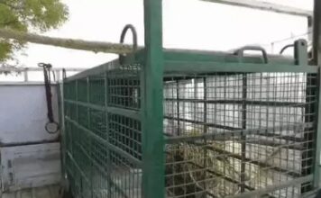 सोनीपत में खतरनाक वन्यजीव को पकड़ने की तैयारी तेज, विशेषज्ञ टीम मौके पर तैनात Sonipat leopard