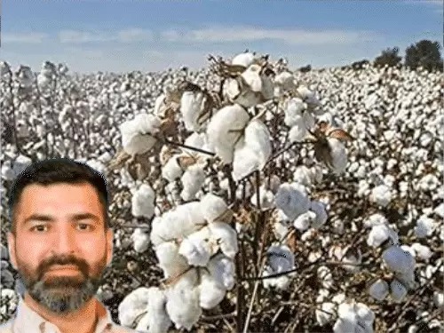 Cotton Farming