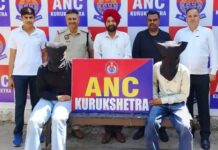 शोरूम की आड़ में नशे का कारोबार, कर्मचारी सहित दो काबू opium trafficking