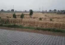आंधी-बारिश से गेहूं की फसल तबाह, किसानों की बढ़ी चिंता Mahendragarh crop damage