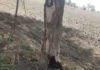 लापरवाही बनी खतरा, खेत की आग से सड़क किनारे हरियाली को भारी नुकसान Stubble Burning