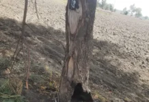 लापरवाही बनी खतरा, खेत की आग से सड़क किनारे हरियाली को भारी नुकसान Stubble Burning