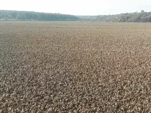 Water Hyacinth