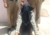 टोहाना में नशा तस्करी पर पुलिस की बड़ी कार्रवाई, पीछा कर आरोपी को दबोचा Ganja Smuggler