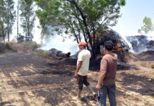 खेत में भीषण आग से पराली और चारा राख Safidon News