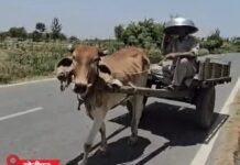 हरियाणा में नौतपा का कहर जारी, तेज लू से बचने को किसान ने सिर पर रखा तसला Haryana Weather