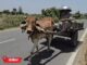 हरियाणा में नौतपा का कहर जारी, तेज लू से बचने को किसान ने सिर पर रखा तसला Haryana Weather