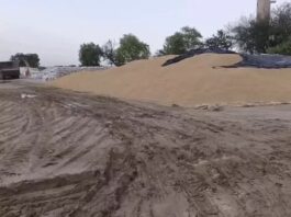सिरसा में मौसम की मार, ओलों और बारिश से गेहूं को नुकसान hailstorm damage