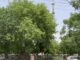 हरियाणा में भीषण गर्मी का असर तेज, कई जिलों में हीटवेव का अलर्ट जारी Haryana Heatwave