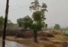 हरियाणा के मौसम ने ली करवट, कई जिलों में बारिश और तेज हवाओं से राहत Haryana Weather