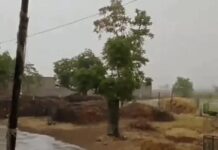 हरियाणा के मौसम ने ली करवट, कई जिलों में बारिश और तेज हवाओं से राहत Haryana Weather