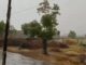 हरियाणा के मौसम ने ली करवट, कई जिलों में बारिश और तेज हवाओं से राहत Haryana Weather