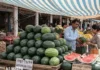 फल को लेकर फैली आशंका पर राहत, शुरुआती जांच में नहीं मिले हानिकारक तत्व Chandigarh watermelon safety