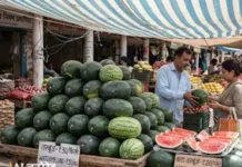 फल को लेकर फैली आशंका पर राहत, शुरुआती जांच में नहीं मिले हानिकारक तत्व Chandigarh watermelon safety