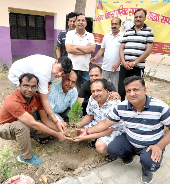 Tree Plantation Drive