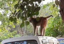 बहादुरगढ़ में 10 साल के बच्चे पर बंदरों का हमला, छत पर खेलते समय किया घायल Bahadurgarh News