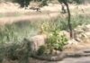 आगरा नहर किनारे दिखा विशालकाय सरीसृप, इलाके में मचा हड़कंप; कैमरे में कैद हुई दुर्लभ हलचल Faridabad Python Video