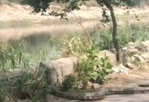 आगरा नहर किनारे दिखा विशालकाय सरीसृप, इलाके में मचा हड़कंप; कैमरे में कैद हुई दुर्लभ हलचल Faridabad Python Video