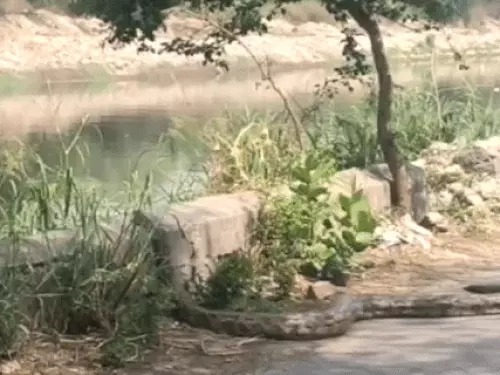 Faridabad Python Video