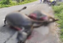 तेज रफ्तार वाहन का कहर, सड़क किनारे खड़े पशुओं को मारी टक्कर Yamunanagar News,
