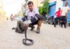 सफीदों में मादा कोबरा का कहर Cobra Rescue