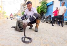 सफीदों में मादा कोबरा का कहर Cobra Rescue