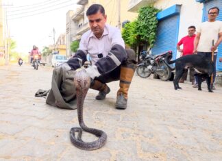 सफीदों में मादा कोबरा का कहर Cobra Rescue