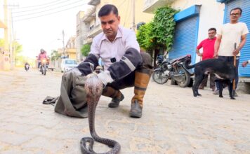 सफीदों में मादा कोबरा का कहर Cobra Rescue