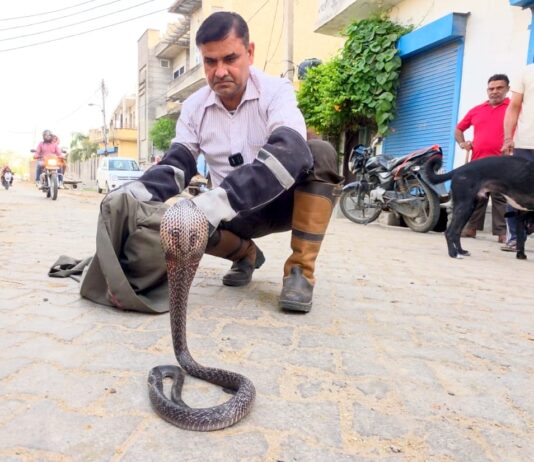 सफीदों में मादा कोबरा का कहर Cobra Rescue
