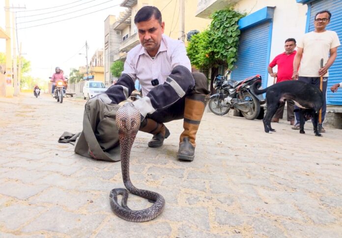 Cobra Rescue