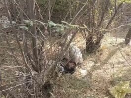 दिल्ली-अलवर मार्ग पर मिला युवक का शव, मौत की वजह को लेकर जांच शुरू Nuh,