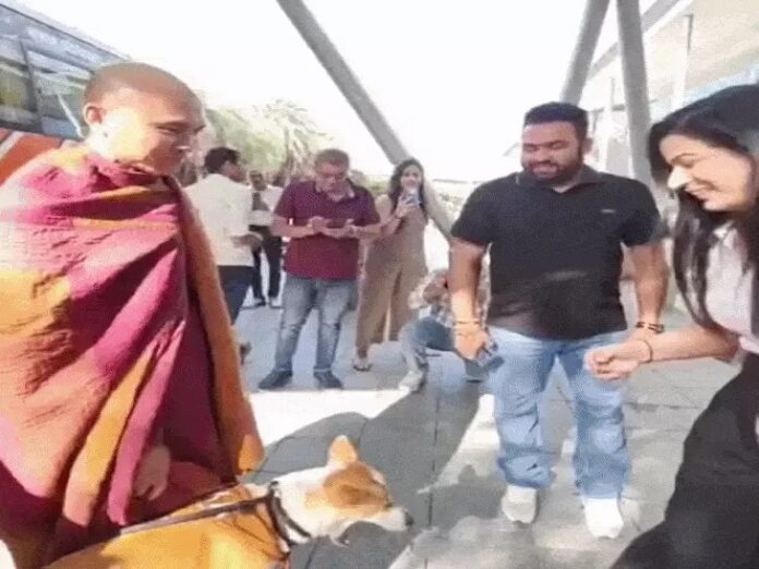 Peace Dog Aloka,