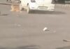 गुरुग्राम की व्यस्त सड़क पर कार चालक का खतरनाक कारनामा, लोगों में दहशत Gurugram