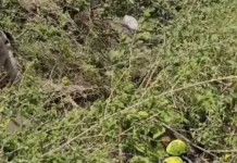 पहाड़ी सफर बना मौत का सफर, गहरी खाई में गिरी कार; चार पर्यटकों की दर्दनाक मौत Mussoorie Accident