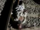 यमुनानगर में ट्रेन की टक्कर से अधेड़ की मौत, पहचान नहीं हो सकी Yamunanagar Train Accident,