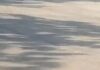गुरुग्राम में बाजार के बीच खतरनाक हरकत, कुत्तों के पीछे दौड़ाई कार का VIDEO वायरल Gurugram,
