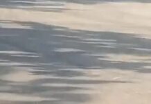 गुरुग्राम में बाजार के बीच खतरनाक हरकत, कुत्तों के पीछे दौड़ाई कार का VIDEO वायरल Gurugram,